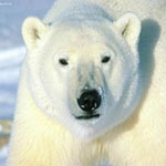 В кінці осені самка білого ведмедя риє в снігу барліг