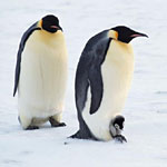 Пінгвіни - це птахи, проте їх крила не пристосовані для польоту: занадто короткі
