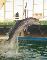 Євпаторійський дельфінарій дуже вдалий тим, що сидиш прямо біля басейну, але водою дельфіни не обливає