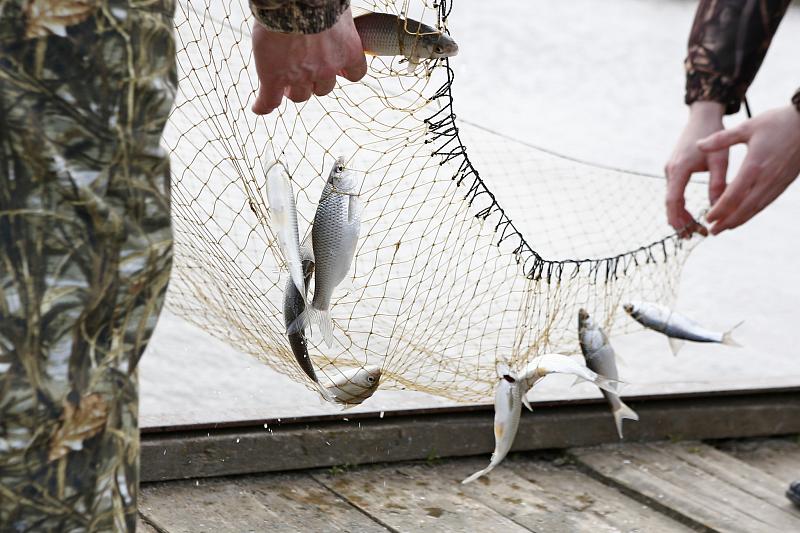 Запаси цінних промислових риб в Азовському морі і лиманах відчутно знижуються