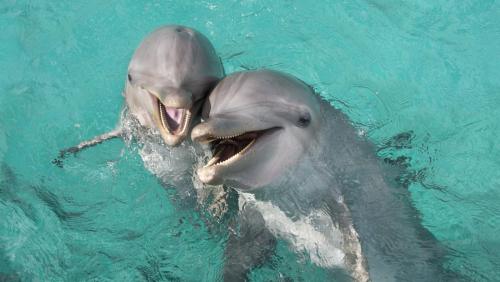 Мультфільм «Губка Боб Квадратні Штани» і передачу «Планета земля» показують вчені дельфінам в басейні, в рамках свого нового експерименту