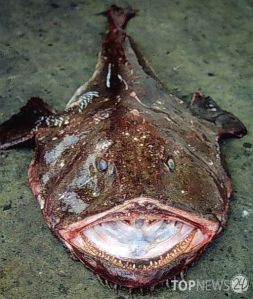 Морський рис - надзвичайно неприваблива риба з великою зубастою пащею