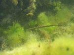Морська голка і морський коник відрізняються від інших риб тим, що їх самки виметивают ікру не в воду, а в особливі шкірні складки на спині самців і самці виношують ікру до освіти мальків