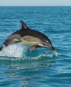 До ссавців Чорного моря відносяться тюлень-чернець і три види дельфінів: азовка, білобочка і афаліна