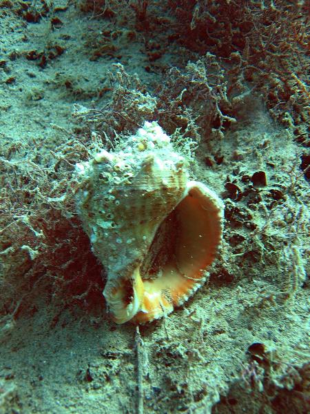 У Чорному морі водиться молюск рапана (нагадує велику равлика)