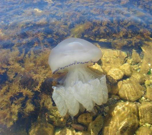 З кишковопорожнинних в Чорному морі водяться медузи і гребневики