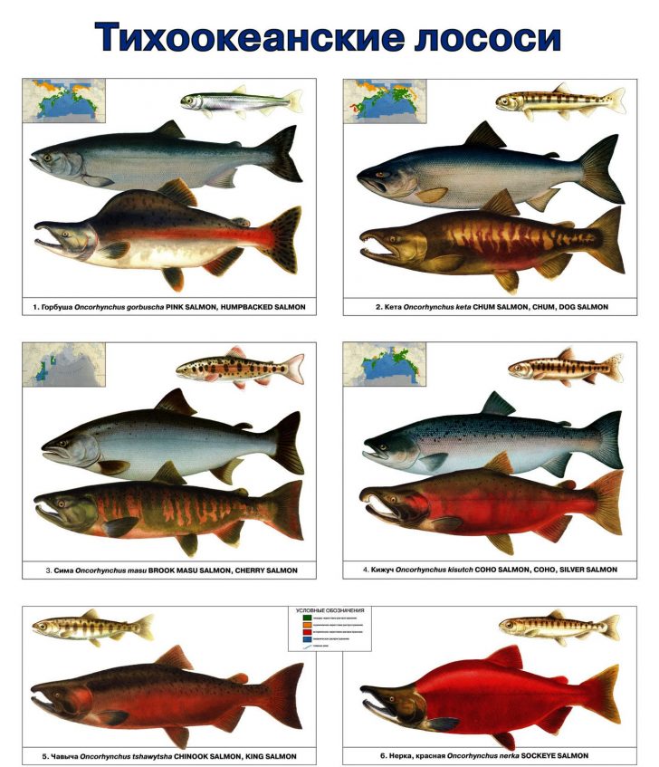 Добре відомі збірні назви кількох різних видів лососевих - лосось і форель