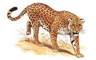 Леопард (Panthera pardus) є видом хижих ссавців сімейства котячих
