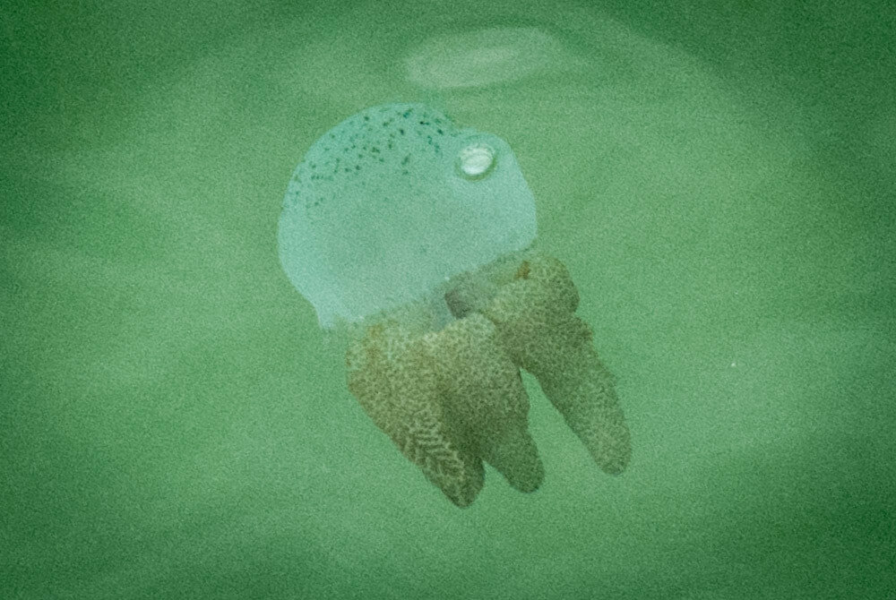Коли і чому медузи виявляються біля берегів