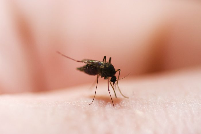 В регіоні поширюється стерпний комарами, вірус Зика, який загрожує численними вродженими захворюваннями   Фото: newscom / vostock-photo   Москва