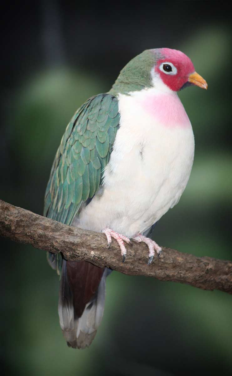 Самки відрізняються від самців зеленуватим оперенням, хоча в інших породах голубів відрізнити полову приналежність дуже складно
