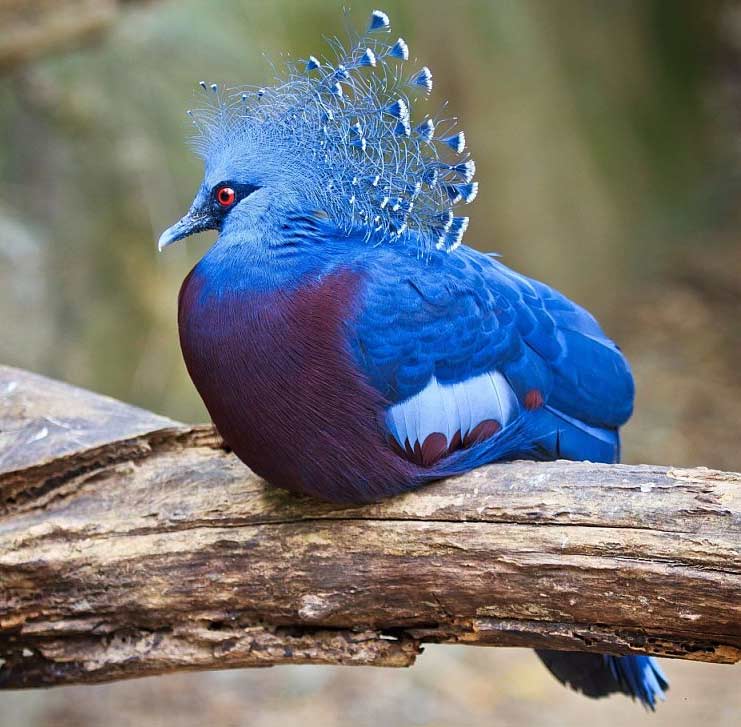 Породу цих декоративних птахів вивели на берегах Волги, звідси і це романтичне назва російського голуба