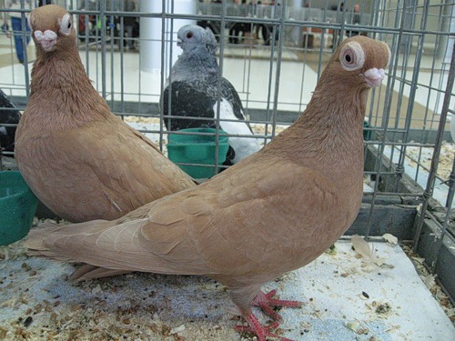 Слід виділити деякі породи голубів з даної лінійки: