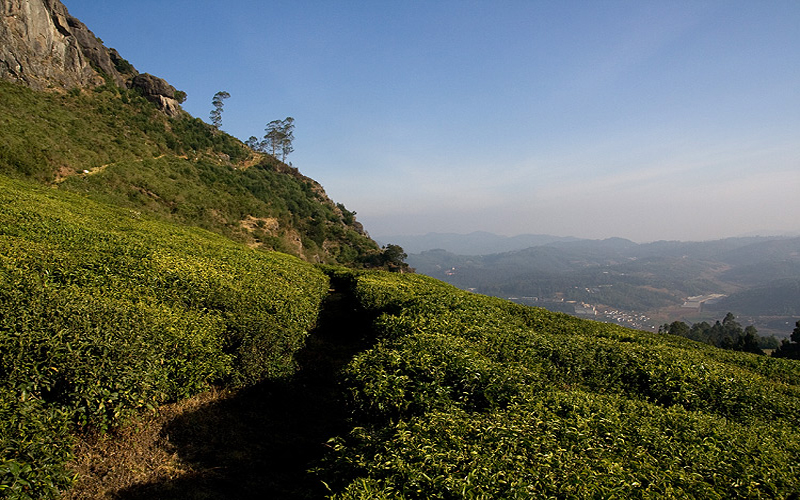 Ще одна область з якої також тісно пов'язана історія індійського чаю - це Нілгірі