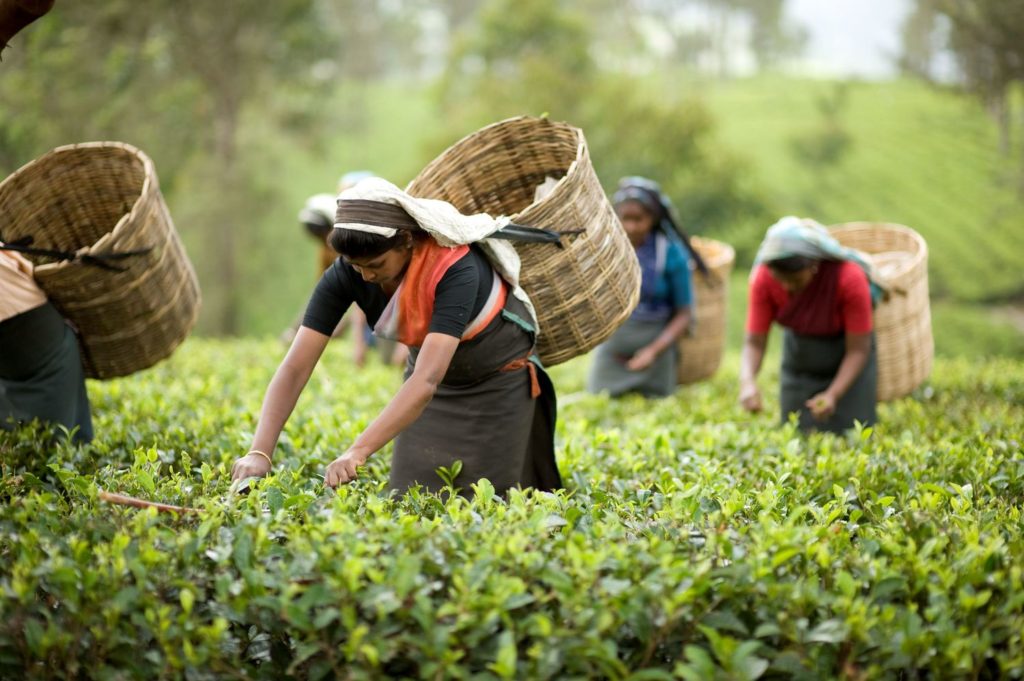 Виробництво чаю в Індії почалося в середині 19 століття, коли англійська «Східно-Індійська компанія» привезла до Індії чайні кущі з Китаю і почала вирощувати чай в штаті Ассам на плантаціях Чабуа