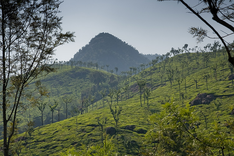 Нілгірі (Сині гори) - третій за величиною індійський центр з вирощування та виробництва чаю