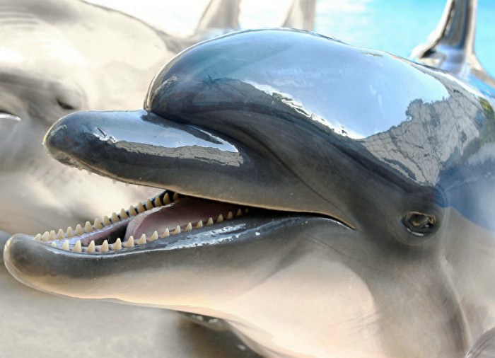вбивства дельфінів   Полювання на дельфінів У Японії