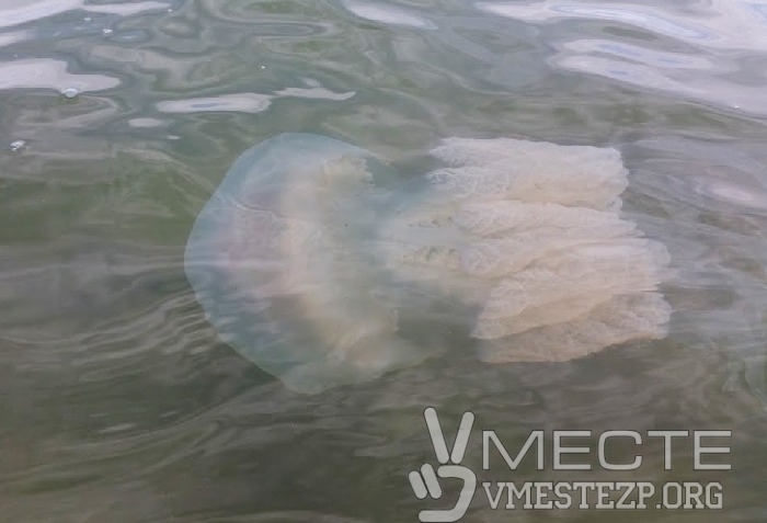 Ймовірно, на фотографії зафіксували медузу корнерота - найбільшу медузу, яка водиться в Чорному і Середземному морях