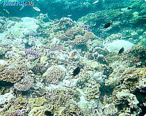 У Північно-східній частині гавані Пуерто-Галери в проході Батангас розташований сайт з численними живими коралами і губками