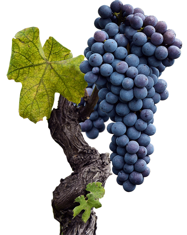 і вино з нього   Сіра (в Новому Світі - шираз Shiraz, Syrah) - червоний виноробний сорт винограду, - основний, а часом і єдиний сорт, що входить в знамениті французькі вина   долини Рони   - Кот Роті (Côte Rôtie) і Ермітаж (Hermitage), а також основа, що надає структуру більшості блендів регіону, включаючи   Шатонеф-дю-Пап   (Châteauneuf du Pape)