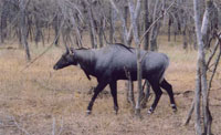 антилопа нільгау - найбільша в світі