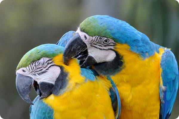 Синьо-жовтий ара