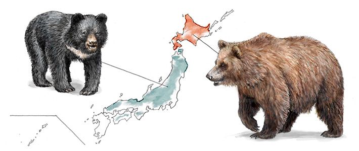 Зліва: гімалайський ведмідь