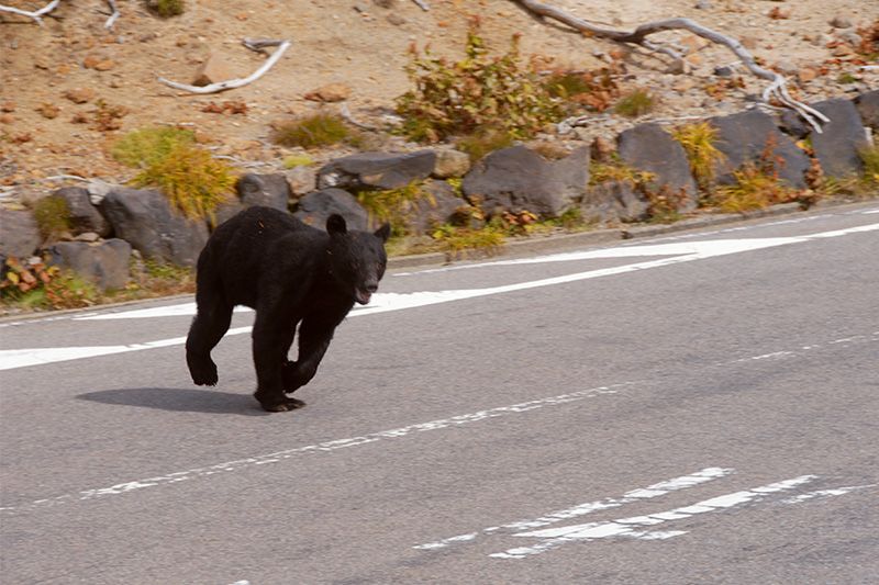 Гімалайський ведмідь, який напав на людину у гори Норікура і застрелений відразу після фотозйомки (фото НКО «Суспільство досліджень гімалайського ведмедя Синсю»)