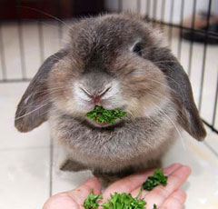 Якщо у вас є можливість, то крім усього перерахованого вище ви можете купувати і годувати декоративного кролика спеціальним кормом (комбікормом)