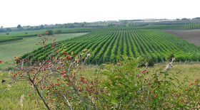 виноградник   - Бували часи, коли площа виноградників в нашій країні становила 50 тисяч гектарів