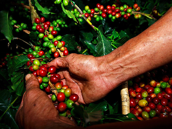 Куди їхати за кавою: Венесуела