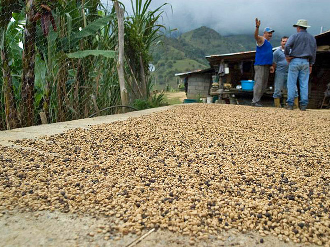 Куди їхати за кавою: Венесуела