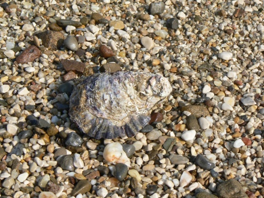 Можуть світитися і більші форми, наприклад двостулковий молюск - камнеточец фолад, що живе в прибережних скелях